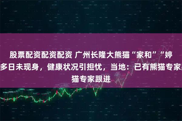 股票配资配资配资 广州长隆大熊猫“家和”“婷仔”多日未现身，健康状况引担忧，当地：已有熊猫专家跟进